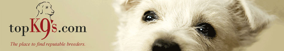 dogs,breeders,puppies for sale,stud dogs